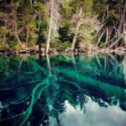 Visita obligada: un bosque sumergido en un lago del sur