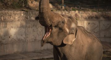 Murió el elefante que un circo abandonó en Mendoza