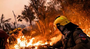 Brasil registró un récord histórico de incendios forestales en 2024