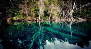 Visita obligada: un bosque sumergido en un lago del sur