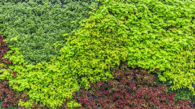 Cercos verdes: tres plantas ideales para incrementar la privacidad