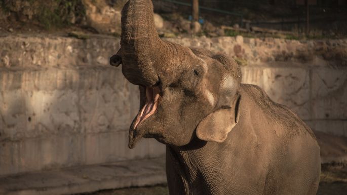 Murió el elefante que un circo abandonó en Mendoza