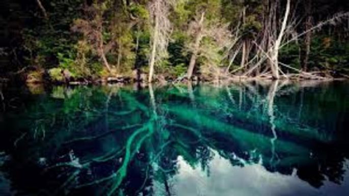 Visita obligada: un bosque sumergido en un lago del sur