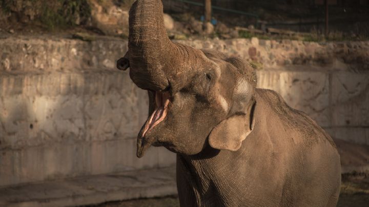 Murió el elefante que un circo abandonó en Mendoza