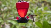 Foto ilustrativa de la nota titulada: Por qué recomiendan no poner bebederos para colibríes en jardines