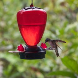 Por qué recomiendan no poner bebederos para colibríes en jardines