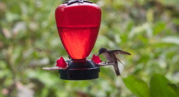 Por qué recomiendan no poner bebederos para colibríes en jardines