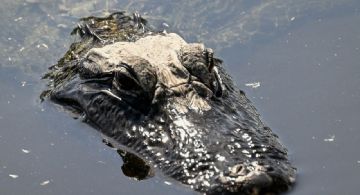 Ordenan desmantelar la cárcel para inmigrantes rodeada de cocodrilos