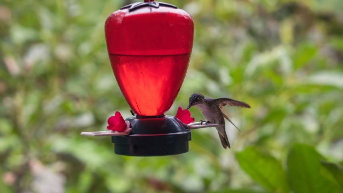 Por qué recomiendan no poner bebederos para colibríes en jardines