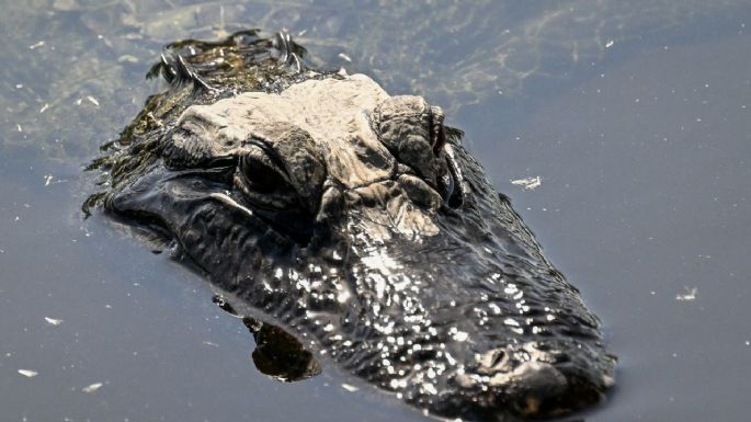 EEUU construirá una prisión rodeada de cocodrilos y serpientes 