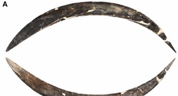 El bumerán de 40.000 años que abre miles de incógnitas