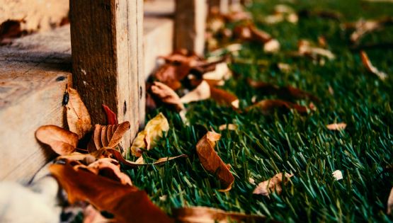 El potente fertilizante de jardín con solo un ingrediente