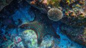 Foto ilustrativa de la nota titulada: Un fósil de 500 millones de años desvela el enigma de la estrella de mar