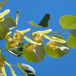 Guía completa para cultivar tilo en tu jardín y disfrutar de su aroma