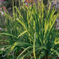 Planta citronela y despídete de las moscas y mosquitos