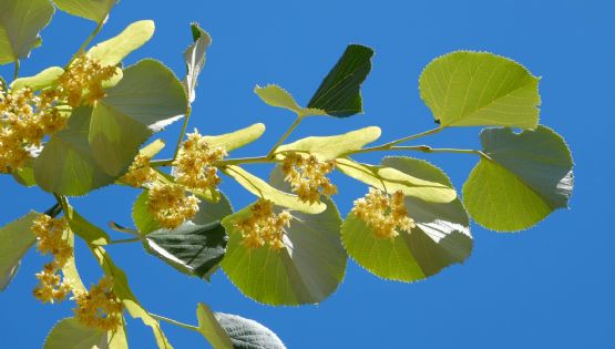 Guía completa para cultivar tilo en tu jardín y disfrutar de su aroma