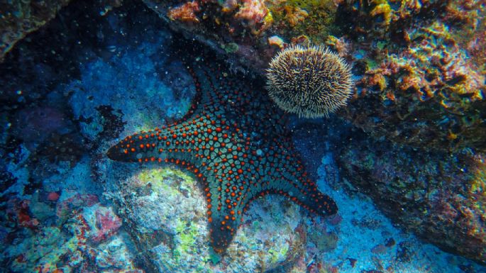 Un fósil de 500 millones de años desvela el enigma de la estrella de mar