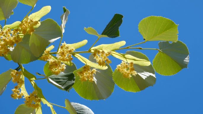 Guía completa para cultivar tilo en tu jardín y disfrutar de su aroma