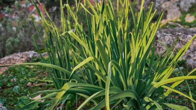 Planta citronela y despídete de las moscas y mosquitos