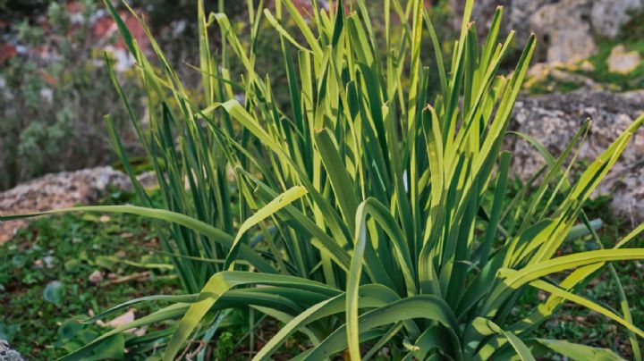 Planta citronela y despídete de las moscas y mosquitos