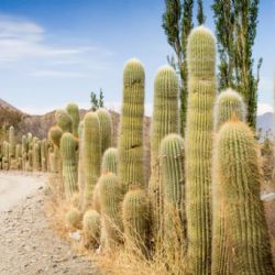 Cachi: la joya de Salta que tenés que visitar