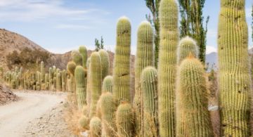 Cachi: la joya de Salta que tenés que visitar