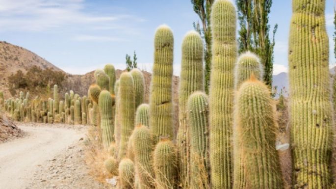 Cachi: la joya de Salta que tenés que visitar