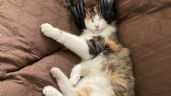 Foto ilustrativa de la nota titulada: Las cinco canciones que te harán dormir profundamente