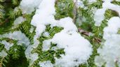 Foto ilustrativa de la nota titulada: Cómo recuperar el jardín después de una nevada