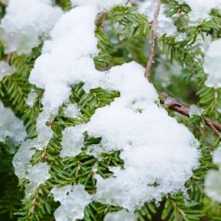 Cómo recuperar el jardín después de una nevada
