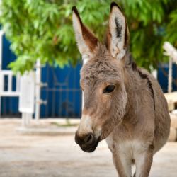 China sacrificó 6 millones de burros por el colágeno 