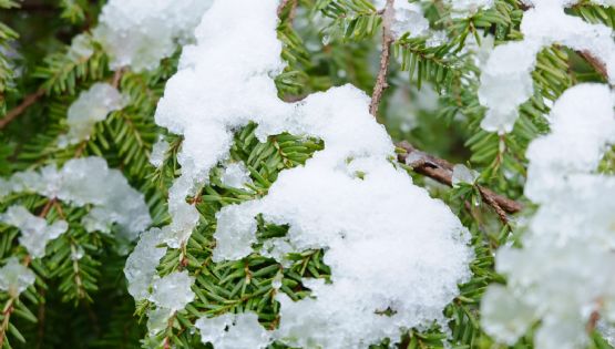 Cómo recuperar el jardín después de una nevada