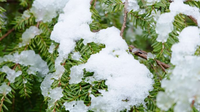 Cómo recuperar el jardín después de una nevada