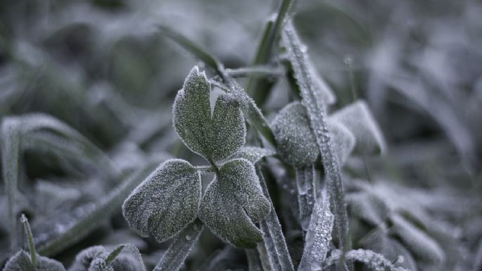 Cómo recuperar el jardín después de una nevada