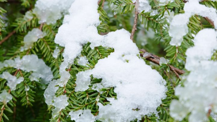 Cómo recuperar el jardín después de una nevada