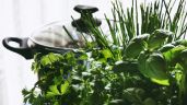 Foto ilustrativa de la nota titulada: Enriquece tu cocina: tres plantas aromáticas fáciles de cuidar