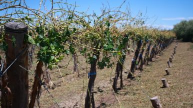 Foto iliustrativa de  Por el estado de desastre y emergencia agropecuaria el tesoro le entregó $7 mil millones a Mendoza