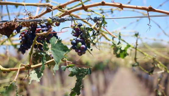 Declararon la emergencia y desastre agropecuario en varias zonas de la provincia