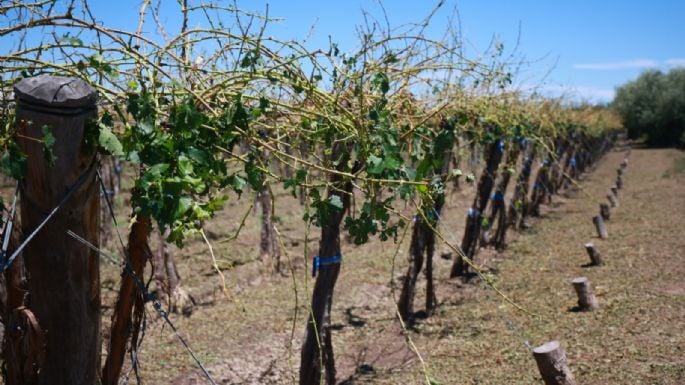 Por el estado de desastre y emergencia agropecuaria el tesoro le entregó $7 mil millones a Mendoza