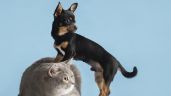 Foto ilustrativa de la nota titulada: Qué sueñan los perros y gatos, según Harvard 