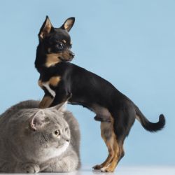 Qué sueñan los perros y gatos, según Harvard 