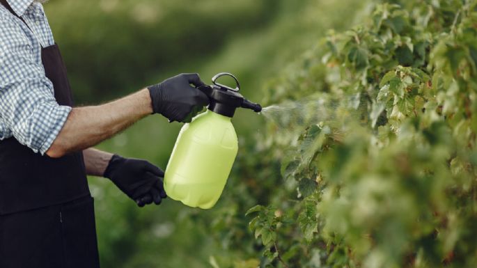 Fácil y natural: cómo eliminar los pulgones por completo