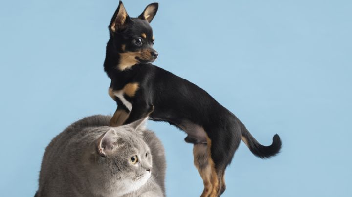 Qué sueñan los perros y gatos, según Harvard 