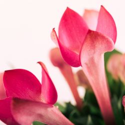 Cuidados para que la Santa Teresita explote en otoño