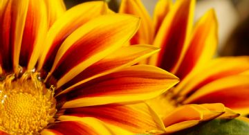 Gazanias, la planta versátil que florece todo el año