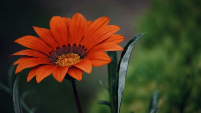 Gazanias, la planta versátil que florece todo el año
