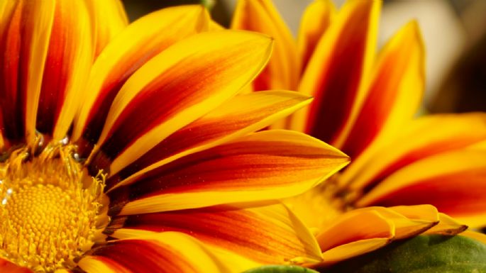 Gazanias, la planta versátil que florece todo el año