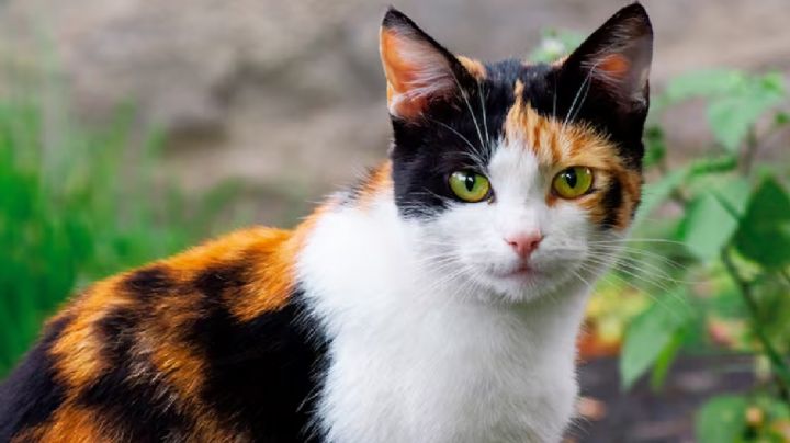 Gatos calicó: un fenómeno felino donde el 99% son hembras