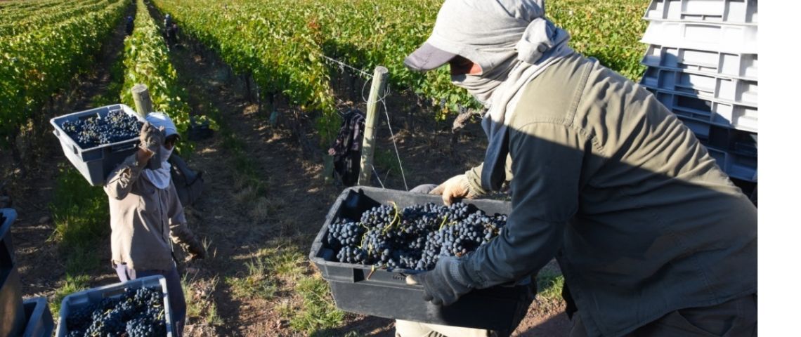 El Centro de Viñateros y Bodegueros del Este dice que hay "crisis de rentabilidad terminal"