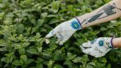 Foto ilustrativa de la nota titulada: Poleo, la hierba aromática con gran potencial para la salud